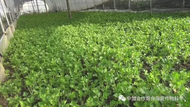 颗粒水溶肥