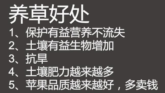 【实地探访】-----山东莱阳高品质果园管理细节及“免开沟”水肥一体化运用