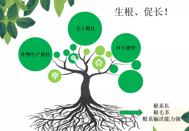 海帝拉克海藻碳的神奇功效！