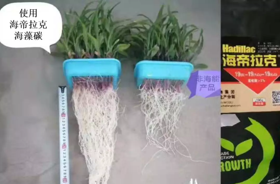 海帝拉克海藻碳的神奇功效！