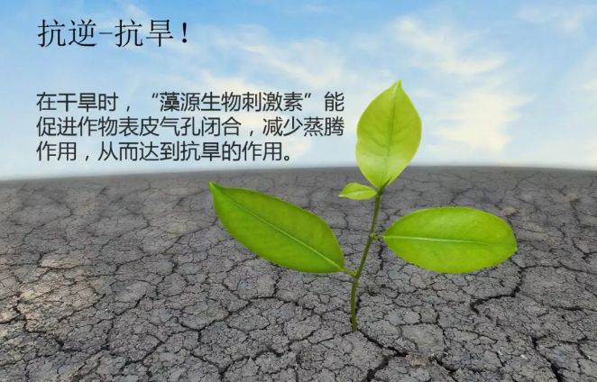 海帝拉克海藻碳的神奇功效！