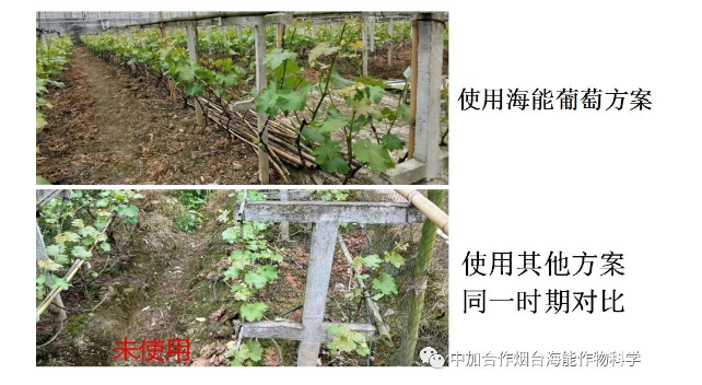 海能生物高品质葡萄全程“傻瓜式”施肥方案