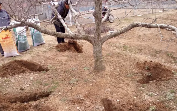 苹果树12月管理技术要点！抓紧时间看