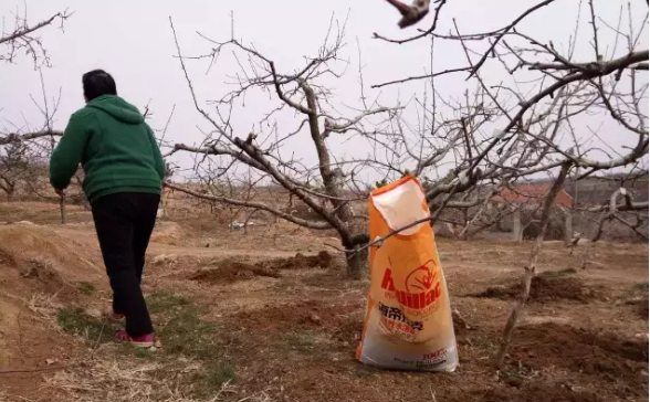 苹果树12月管理技术要点！抓紧时间看