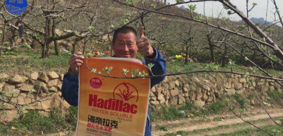 苹果树12月管理技术要点！抓紧时间看