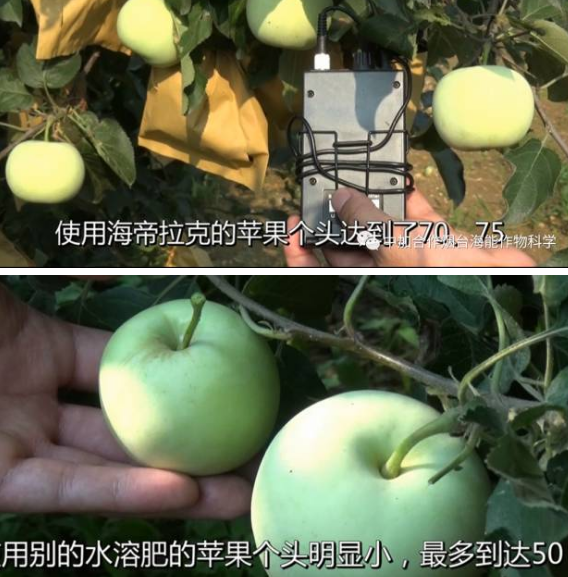 持续大旱突遇大雨侵袭果园 海帝拉克如何扭转乾坤