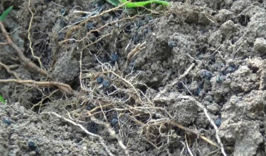 持续大旱突遇大雨侵袭果园 海帝拉克如何扭转乾坤