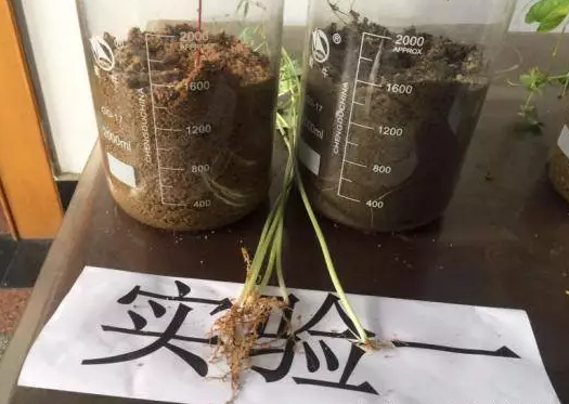 海帝拉克碳能菌剂试验报告