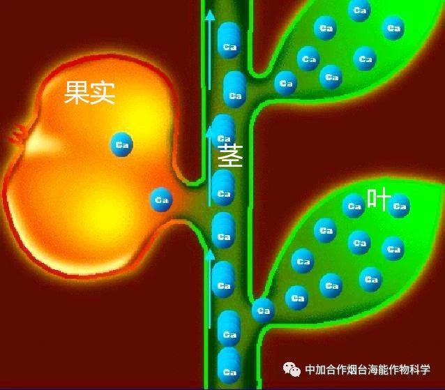 新款钙肥研发成功啦！